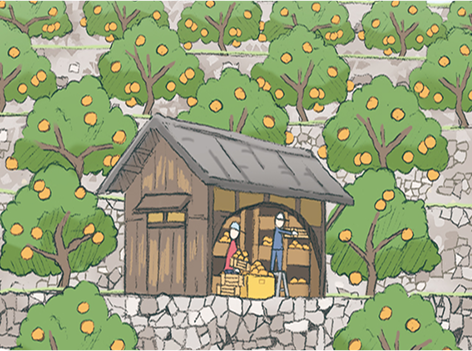 みかんの貯蔵庫