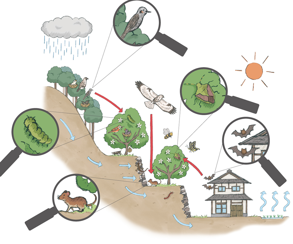 みかん農業が育む共生関係