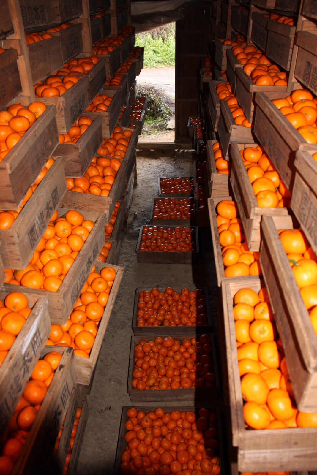 みかん蔵入れ・蔵出し01