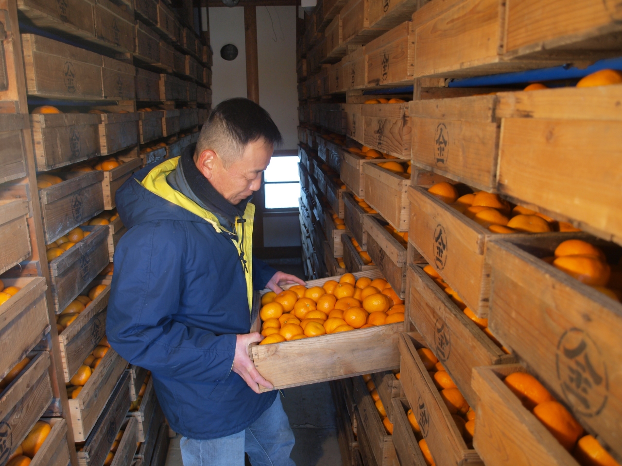 みかん蔵入れ・蔵出し02