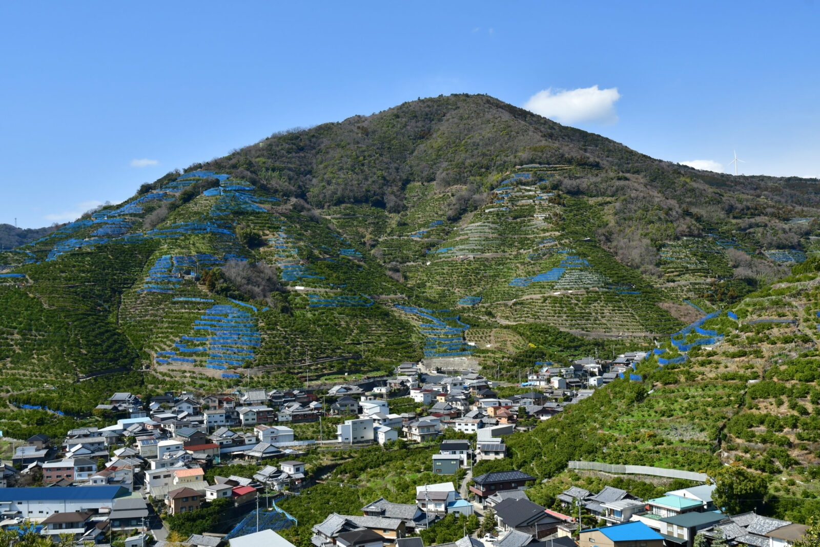 果樹園の風景03