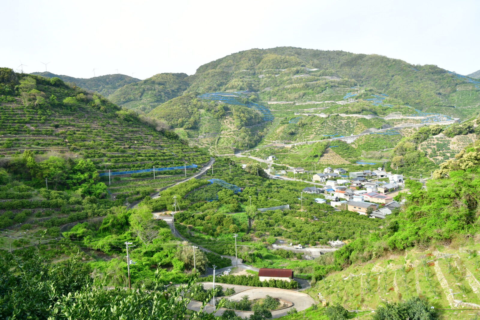 果樹園の風景02