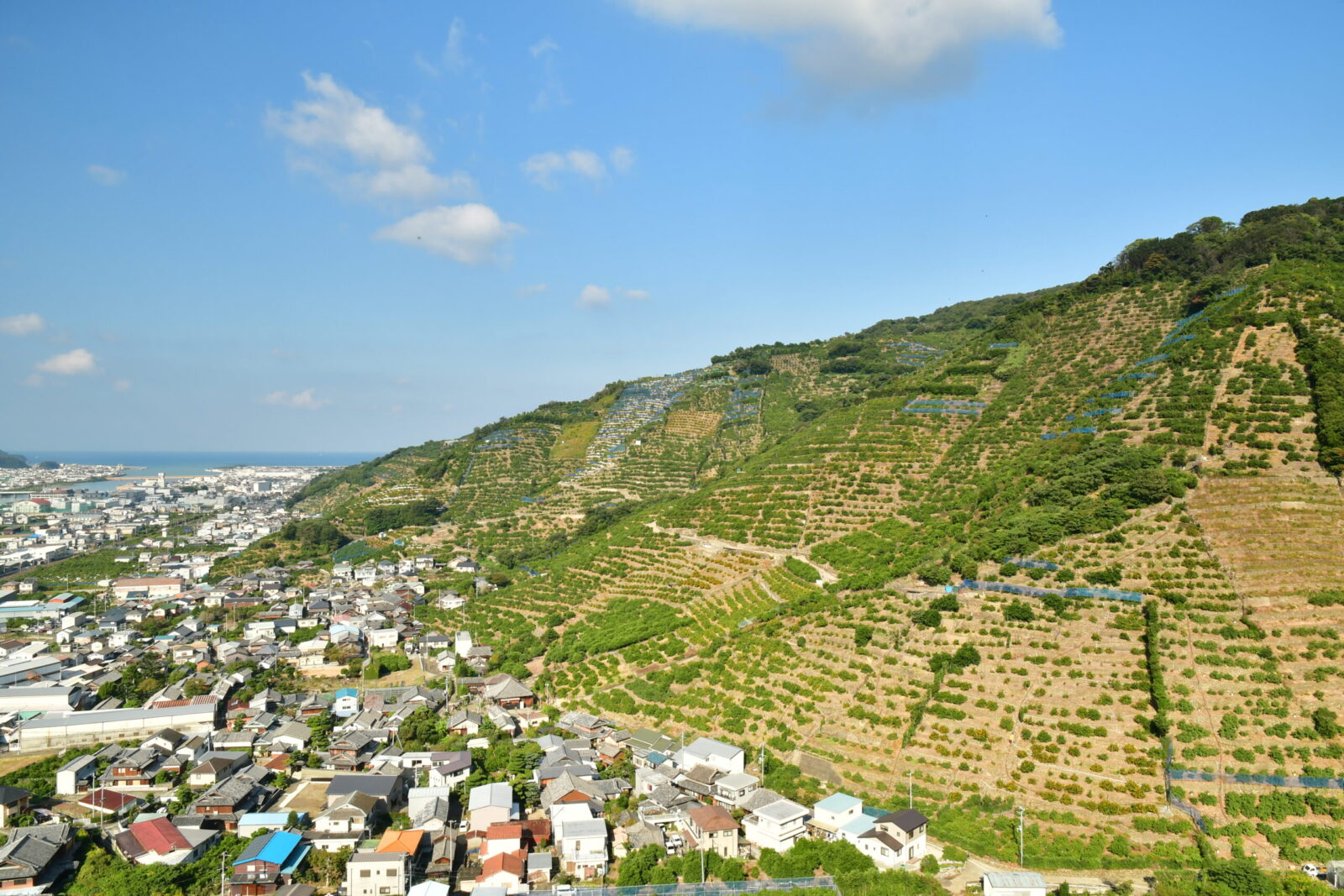 果樹園の風景01