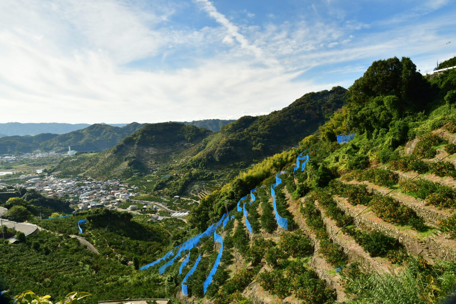 防風樹の代わりに使われているネット