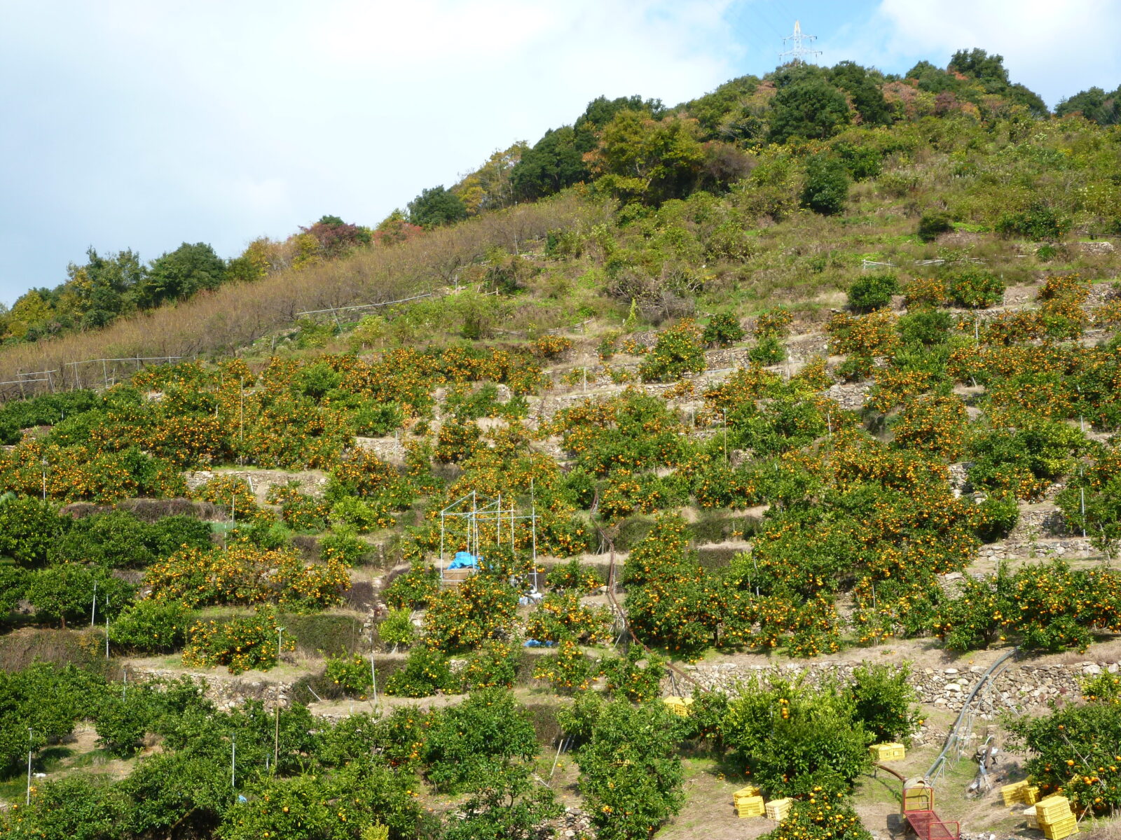 早和果樹園02