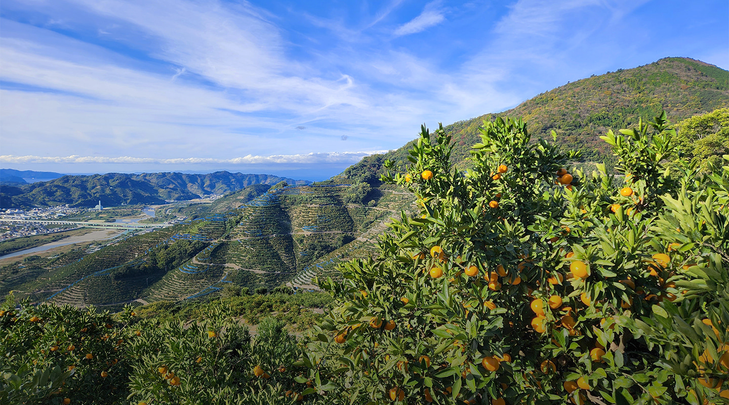 有田・下津地域世界農業遺