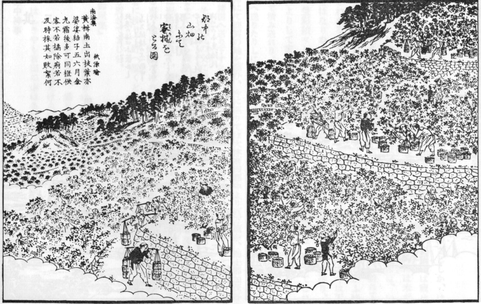 きいめいしょずえ