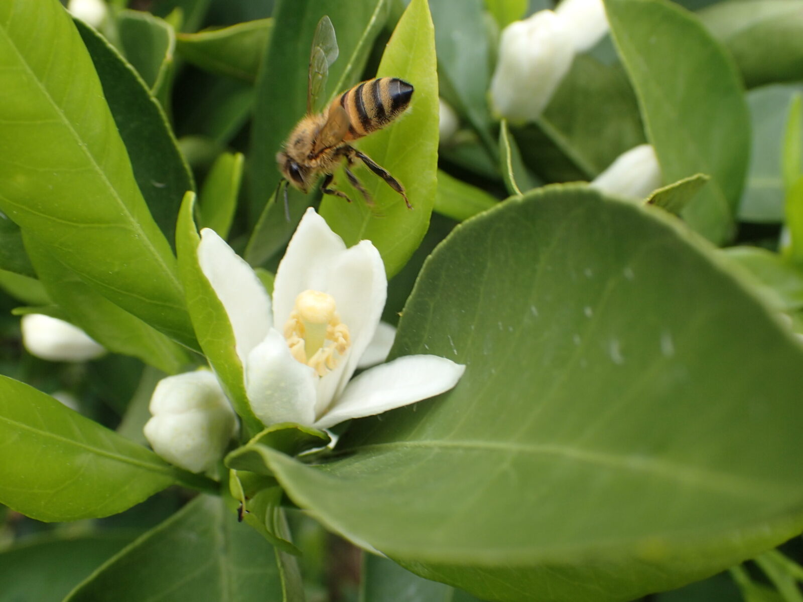 みかんの花とミツバチ
