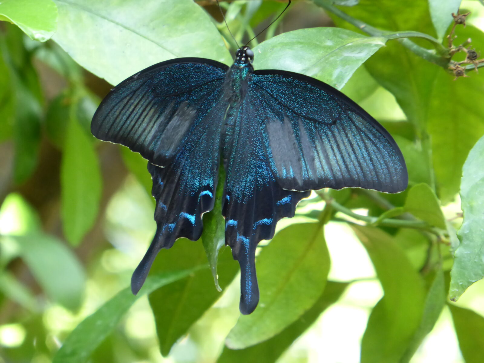 カラスアゲハ
