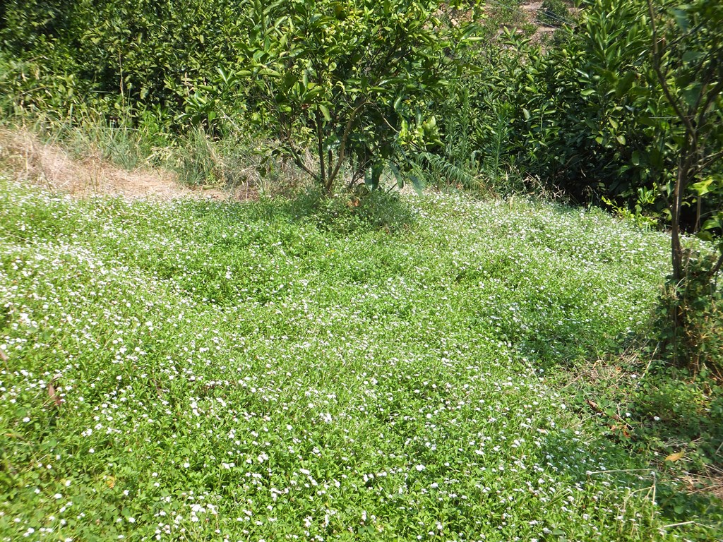 ヒメイワダレソウ